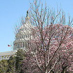 Capitol und Cherry Blossoms in Washington D.C., USA